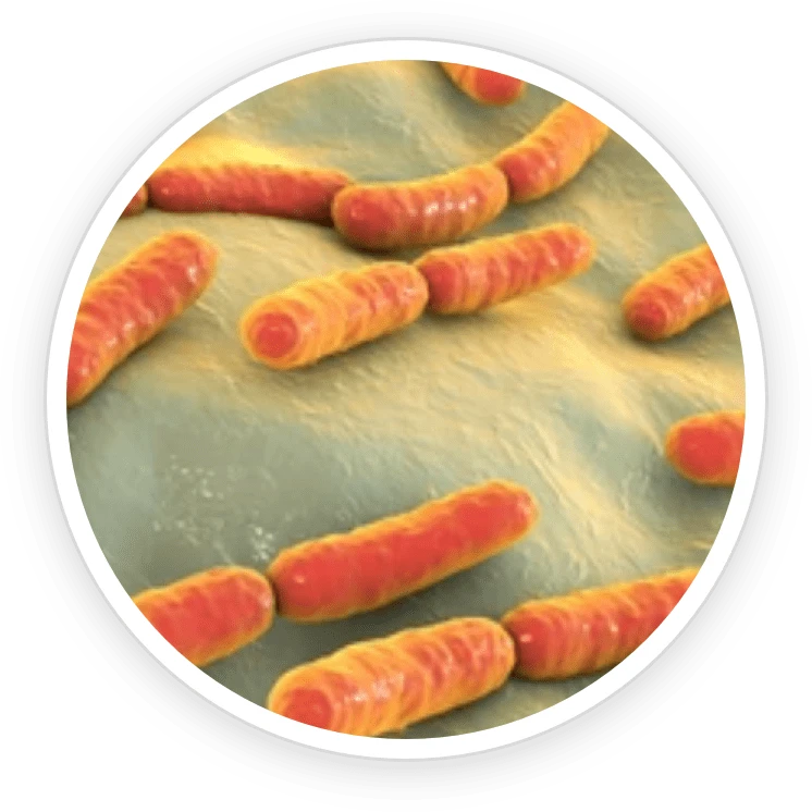 AeroSlim Ingredient Serratiopeptidase