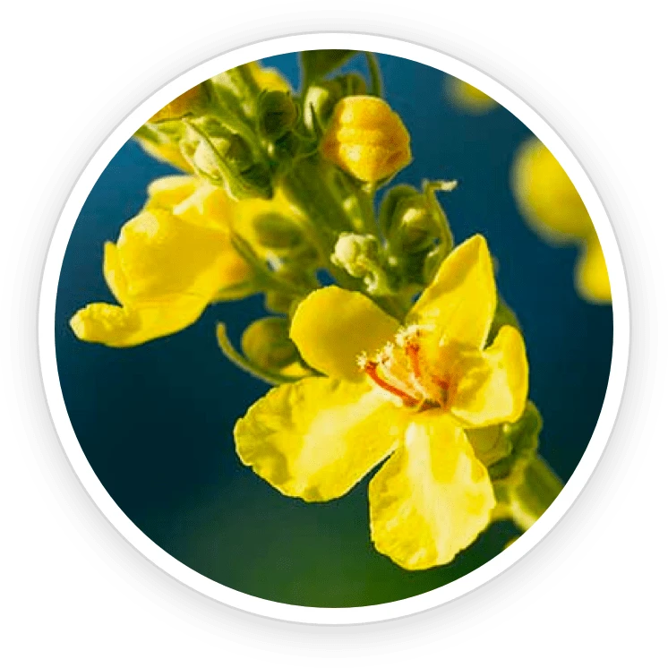 AeroSlim Ingredient Mullein Extract