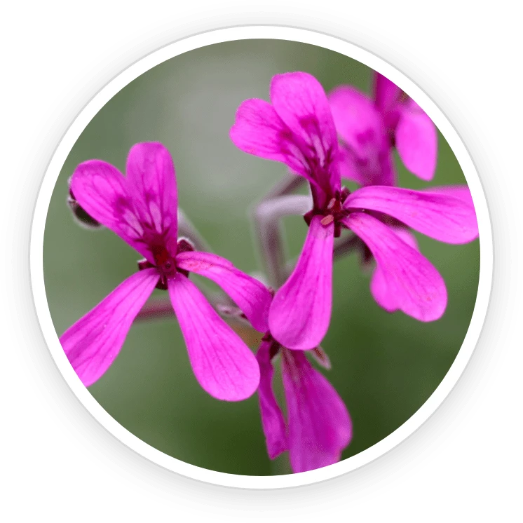 AeroSlim Ingredient Umckaloabo Extract