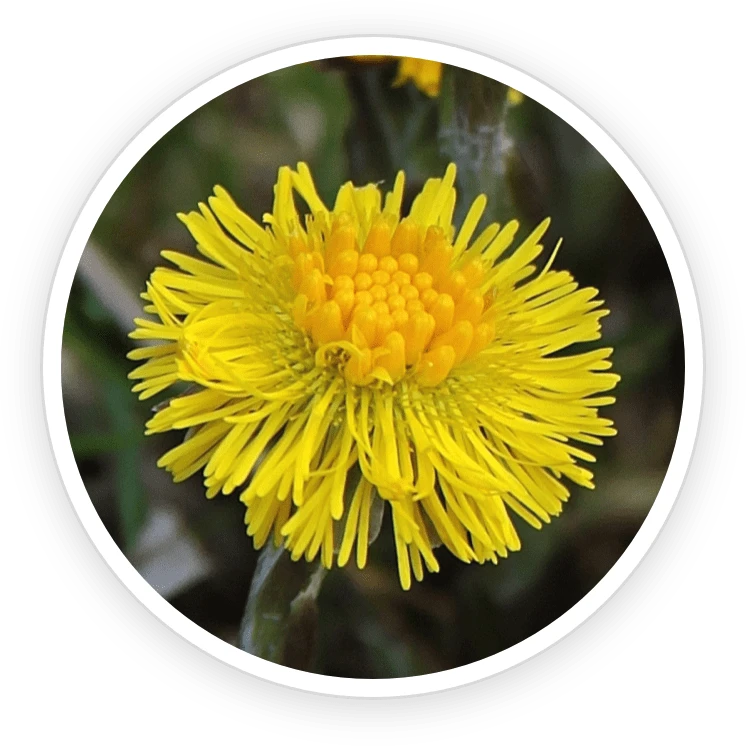 AeroSlim Ingredient Coltsfoot Extract