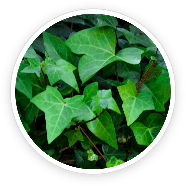 AeroSlim Ingredient Ivy Extract